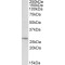 DCN1-Like Protein 1 (DCUN1D1) Antibody