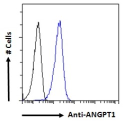 Angiopoietin-1 (ANGPT1) Antibody