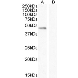 Angiopoietin-1 (ANGPT1) Antibody