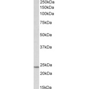 abx431086