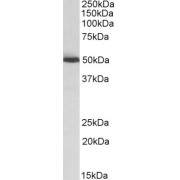 abx431088