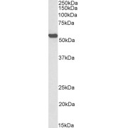 Biotinylated abx431088 (0.3 µg/ml) staining of Mouse Liver lysate (35 µg protein in RIPA buffer), exactly mirroring its parental non-biotinylated product. Primary incubation was 1 hour. Detected by chemiluminescence, using streptavidin-HRP and using NAP blocker as a substitute for skimmed milk.