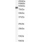 Arachidonate 5-Lipoxygenase-Activating Protein (ALOX5AP) Antibody