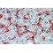 Amine Oxidase, Copper Containing 3 (AOC3) Antibody