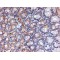 apolipoprotein A4 (APOA4) Antibody