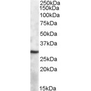 abx431100 (1 µg/ml) staining of Mouse Spleen lysate (35 µg protein in RIPA buffer). Primary incubation was 1 hour. Detected by chemiluminescence.
