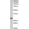 Artemin (ARTN) Antibody