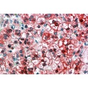 abx431120 (3.8 µg/ml staining of paraffin embedded Human Adrenal Cortex. Steamed antigen retrieval with citrate buffer pH 6, AP-staining.
