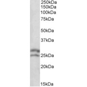 abx431122