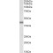 Polycomb Complex Protein BMI-1 (BMI1) Antibody