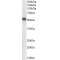 Bone Morphogenetic Protein 7 (BMP7) Antibody