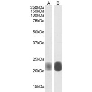 abx431142 (0.003 µg/ml) staining of A431 (A) and (0.001 µg/ml) A549 cell lysate (35 µg protein in RIPA buffer). Detected by chemiluminescence.