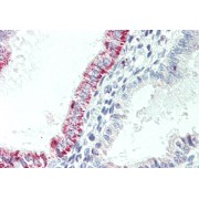 abx431149 (5 µg/ml) staining of paraffin embedded Human Uterus. Steamed antigen retrieval with citrate buffer pH 6, AP-staining.