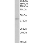 abx431150 (0.3 µg/ml) staining of Mouse Thymus lysate (35 µg protein in RIPA buffer). Primary incubation was 1 hour. Detected by chemiluminescence.