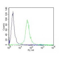 CD34-T Antibody