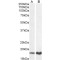 P19ARF Antibody