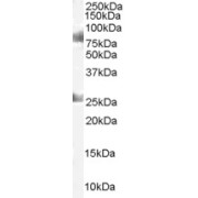 abx431157 staining (1 µg/ml) of Human Testes lysate (RIPA buffer, 35 µg total protein per lane). Primary incubated for 1 hour. Detected by western blot using chemiluminescence.