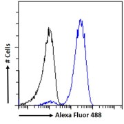 Flow cytometry analysis of MCF7 cells (blue), using CIRBP Antibody (10ug/ml) with a secondary antibody conjugated to AF488 (1ug/ml). Non-specific Goat IgG was used as a negative control, followed by a secondary antibody conjugated to AF488 (black).