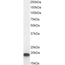 Cold-Inducible RNA-Binding Protein (CIRBP) Antibody