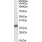 Suppressors of Cytokine Signaling 3 (SOCS3) Antibody