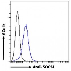 Suppressor of Cytokine Signaling 1 (SOCS1) Antibody