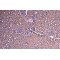 Suppressor of Cytokine Signaling 1 (SOCS1) Antibody