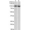 Circadian Locomoter Output Cycles Protein Kaput (CLOCK) Antibody