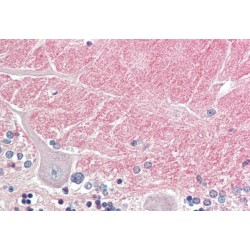 Contactin 1 (CNTN1) Antibody
