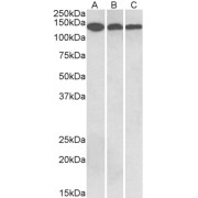 abx431176