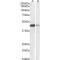 Cyclic AMP-Responsive Element-Binding Protein 1 (CREB1) Antibody