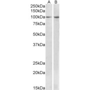 abx431183