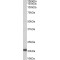 DnaJ Heat Shock Protein Family (Hsp40) Member C5 (Dnajc5) Antibody