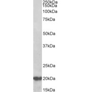 abx431192 (0.5 µg/ml) staining of Human Cerebellum lysate (35 µg protein in RIPA buffer). Primary incubation was 1 hour. Detected by chemiluminescence.