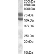abx431197 (0.1 µg/ml) staining of Human Kidney lysate (35 µg protein in RIPA buffer). Primary incubation was 1 hour. Detected by chemiluminescence.