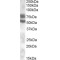 Dachshund Homolog 1 (DACH1) Antibody
