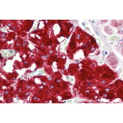 Dopamine Beta Hydroxylase (DBH) Antibody
