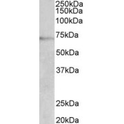 abx431199 (2 µg/ml) staining of Jurkat lysate (35 µg protein in RIPA buffer). Detected by chemiluminescence.