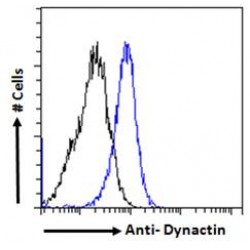 Dynactin Antibody