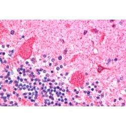 Dynactin Antibody