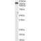 Dynactin Antibody
