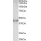 Doublecortin (DCX) Antibody