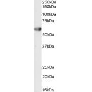 abx431203 (0.5 µg/ml) staining of Mouse Skeletal Muscle lysate (35 µg protein in RIPA buffer). Detected by chemiluminescence.
