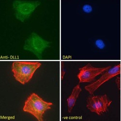 Delta-Like Protein 1 (Drosophila) (DLL1) Antibody