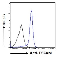 Down Syndrome Cell Adhesion Molecule Homolog (DSCAM) Antibody