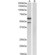 abx431221