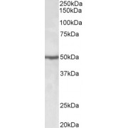 abx431222 (0.5 µg/ml) staining of Jurkat lysate (35 µg protein in RIPA buffer). Primary incubation was 1 hour. Detected by chemiluminescence.
