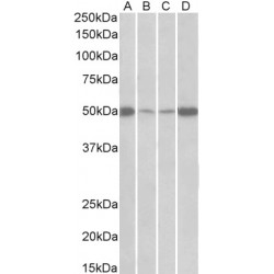 Eukaryotic Translation Elongation Factor 1 Alpha 2 (EEF1A2) Antibody
