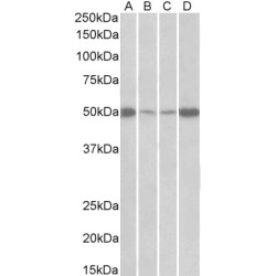 Eukaryotic Translation Elongation Factor 1 Alpha 2 (EEF1A2) Antibody