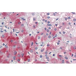 Ectoderm-Neural Cortex Protein 1 (ENC1) Antibody