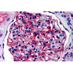 Aminopeptidase A Antibody